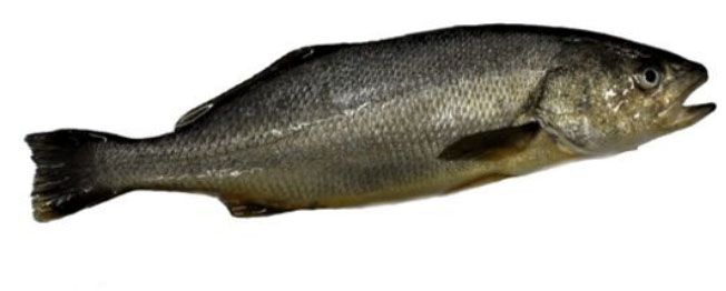 corvina adulta