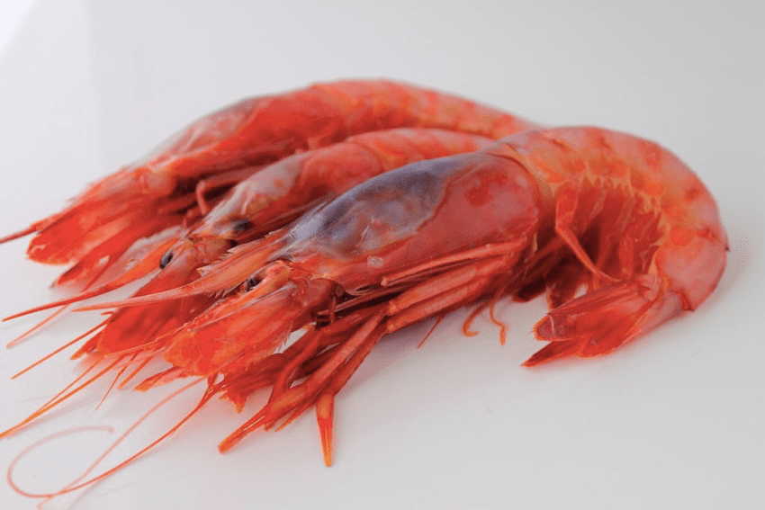 Garrucha red prawn