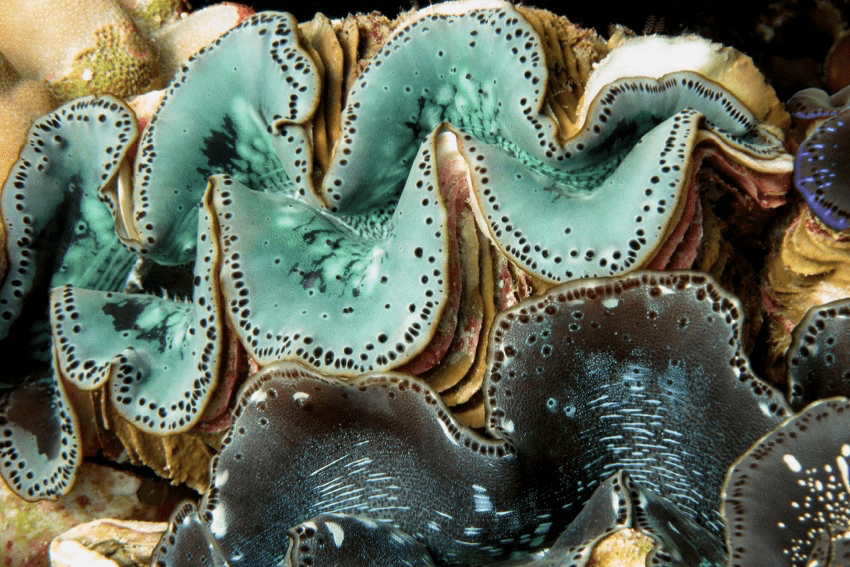 Giant clam