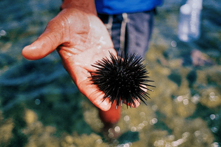 Sea urchin