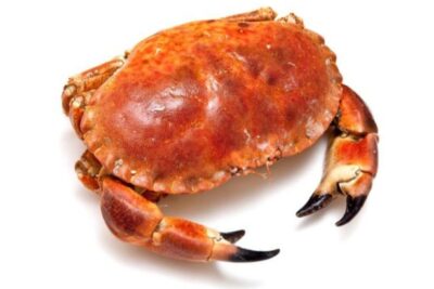 buey de mar congelado