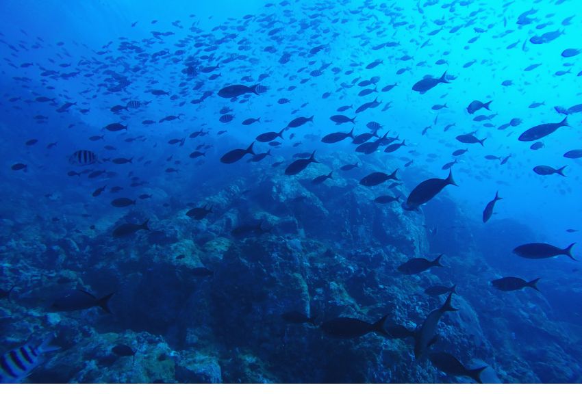 Com triar peix local i de temporada