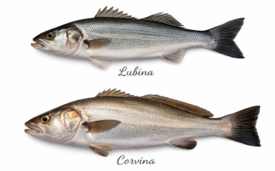 ¿Llobarro o Corball?