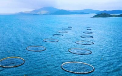 El salmó té Anisakis?