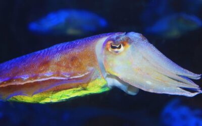 Sípia: com triar-la, netejar-la i cuinar-la