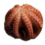 pulpo