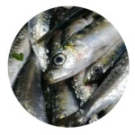 sardina